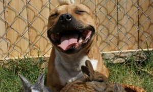 30 Animals being kind to each other03