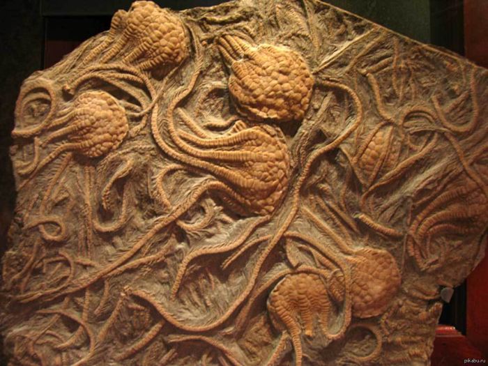 top unsolved mysteriesr001